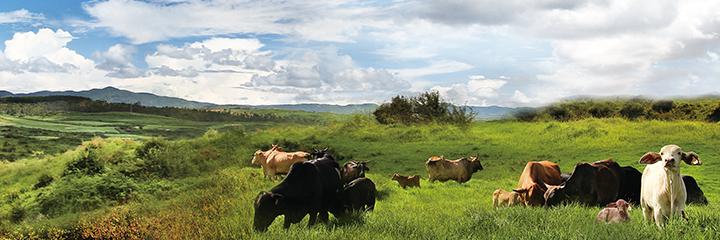 生态畜牧养殖及屠宰场项目节能评估报告