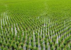 我公司完成莫旗道日爱民景观水稻种植及加工项目可行性研究报告编制
